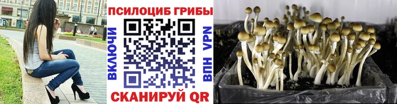 Галлюциногенные грибы Cubensis  как найти   Зеленодольск 